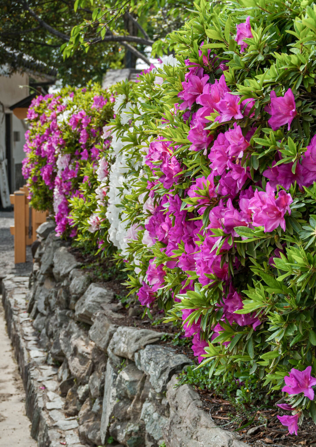 Flowering Hedge Plants: 10 of the Best Bushes For Hedges