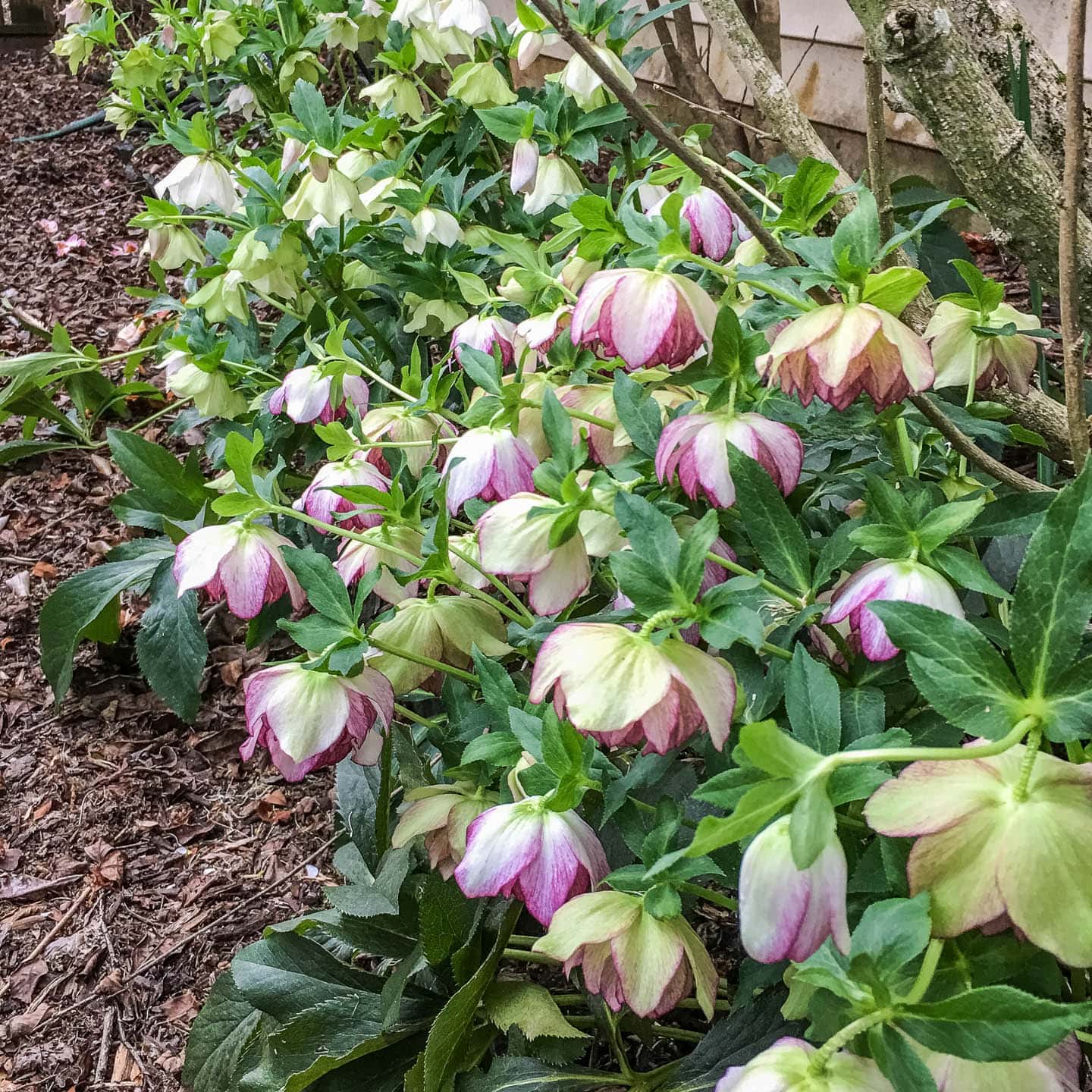 hellebores