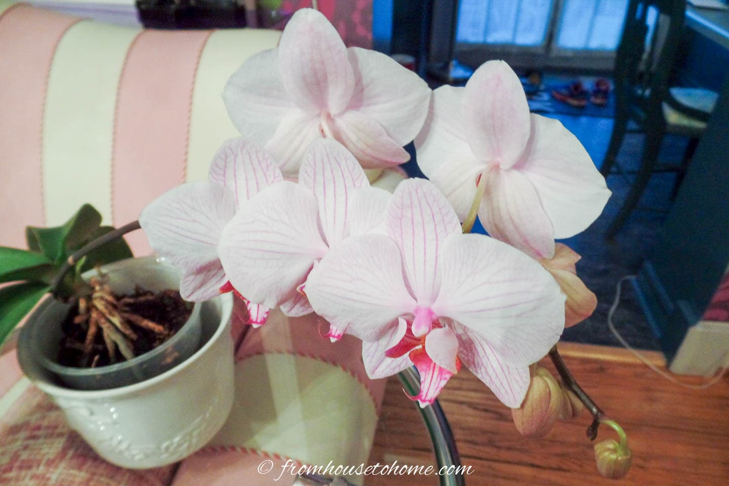 Pink Phalaenopsis orchid growing in a pot on a glass table
