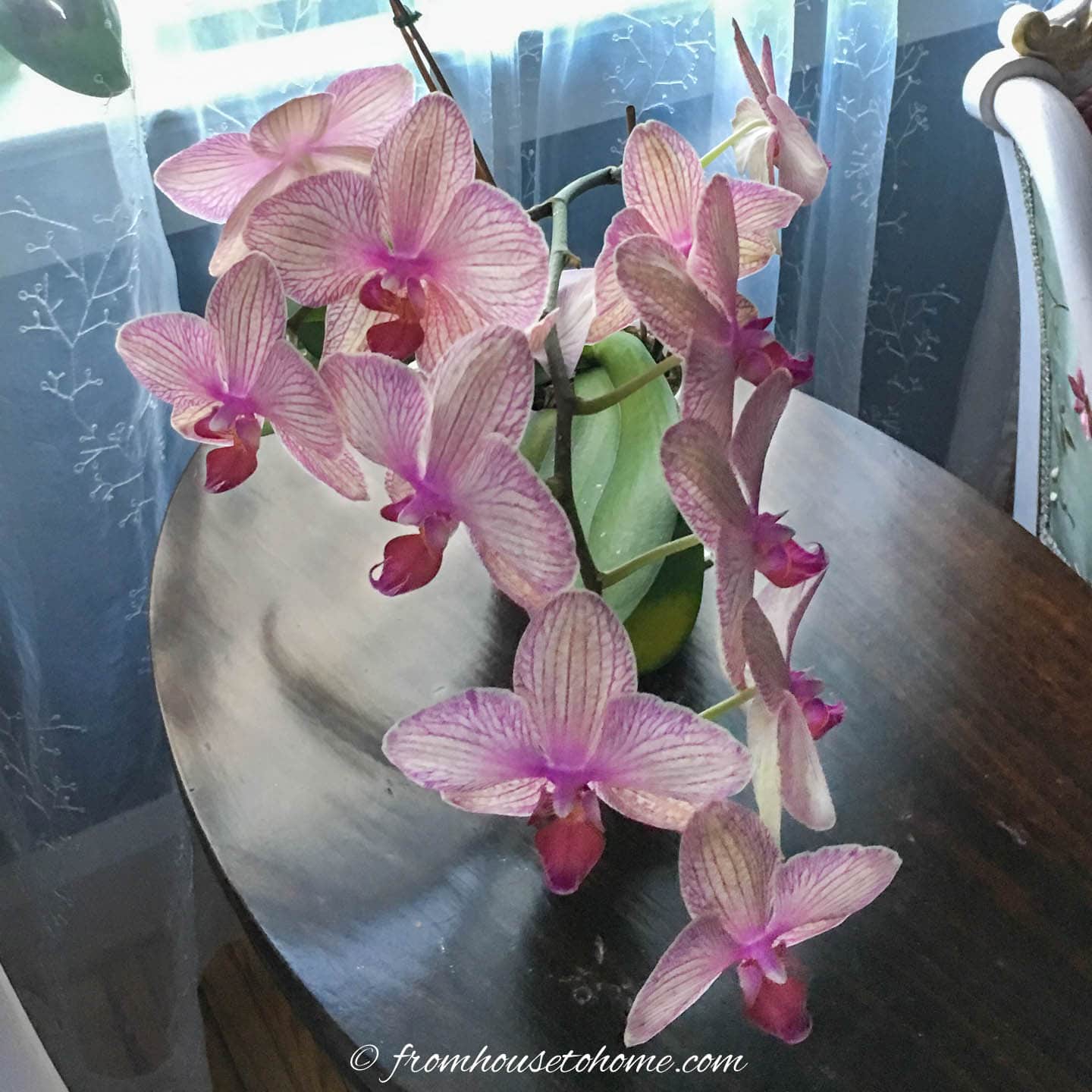 Moth orchid blooming in a pot in front of a window