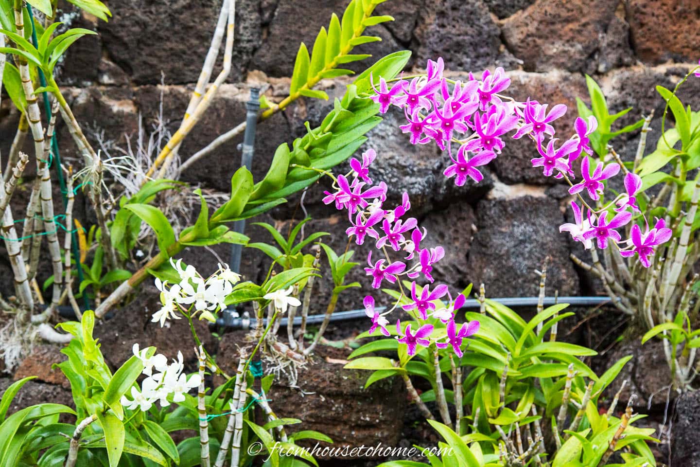 Orchid garden in Kauai, Hawaii