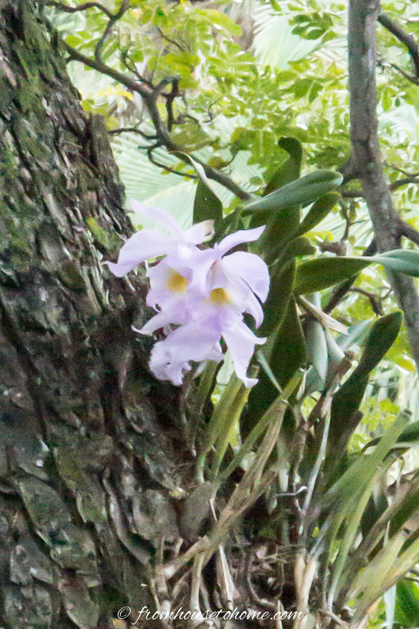 Orchids growing wild on a tree in Kauai, Hawaii
