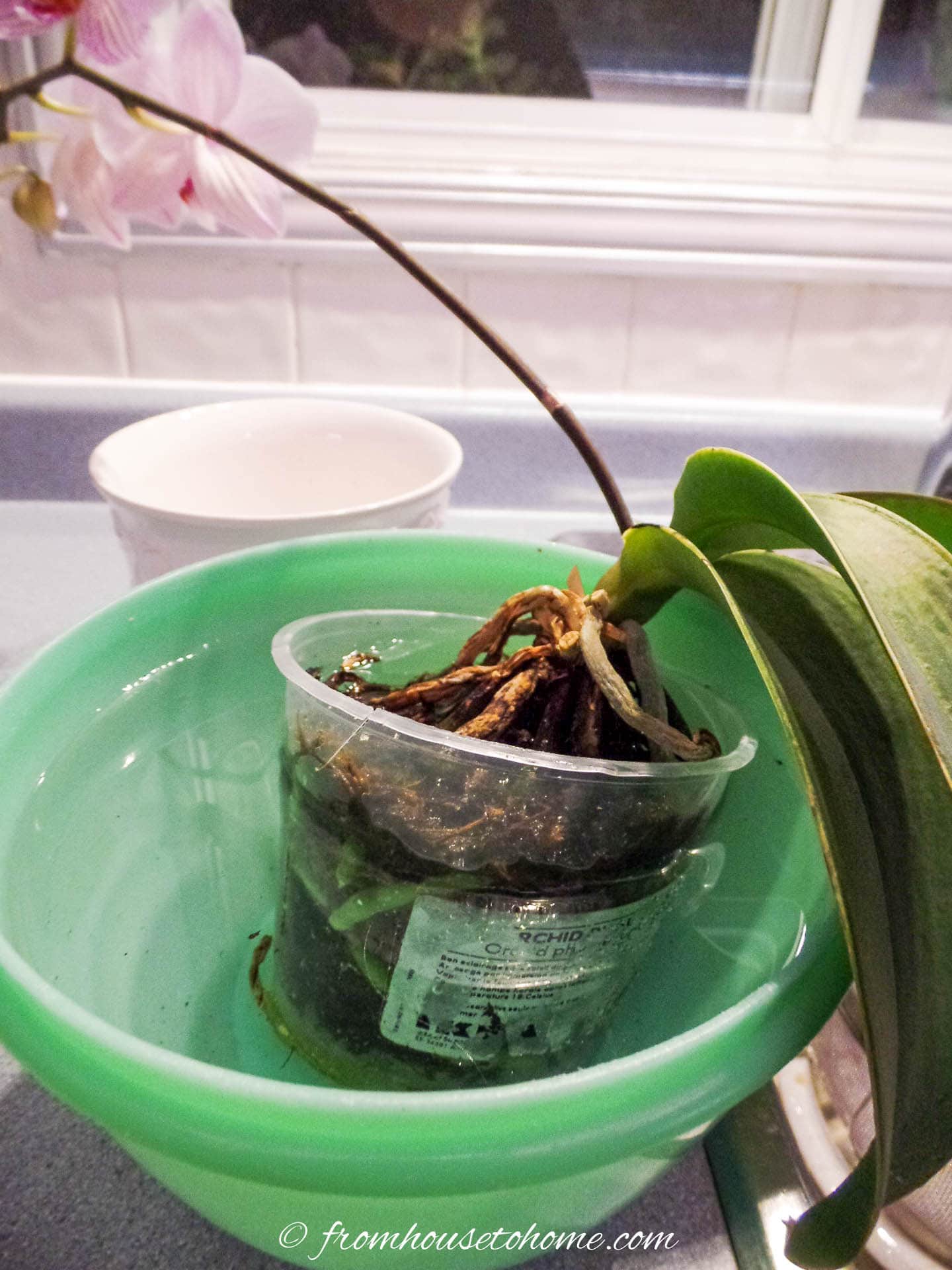 Phalaenopsis orchid being watered in a bowl of water