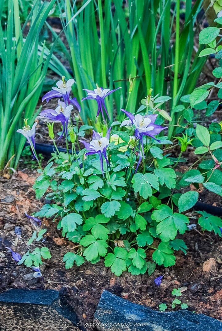 blue and white Columbine flowers