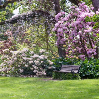 Clematis vine growing over a tree with Rhododendrons in a large shade garden