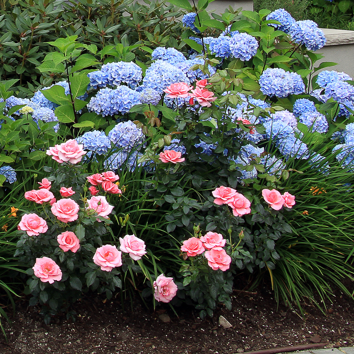 Plant Combinations: 10 Tips For Creating Flower Combinations That Work
