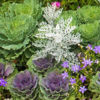 fall container plants - ornamental kale and dusty miller