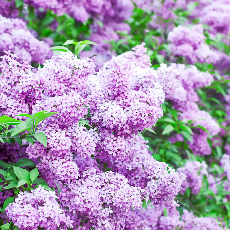 How to Grow Lilacs: Spring’s Most Fragrant Flower