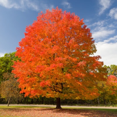 A sugar maple with red autumn leaves in a field.