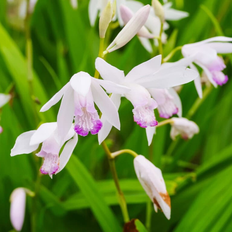 Tall shade perennials - Chinese ground orchid