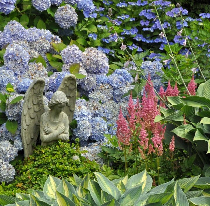 Hydrangea companion plants - astilbe and hosta
