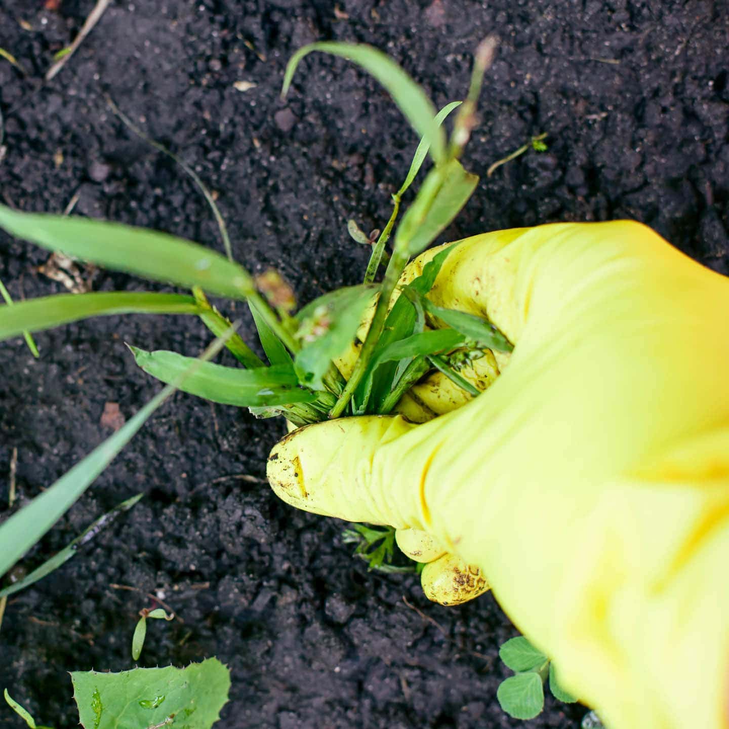 Natural Weed Killers For Gardens (That Actually Work)
