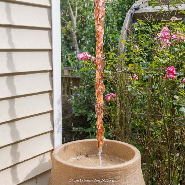 rain chain installed above a rain barrel