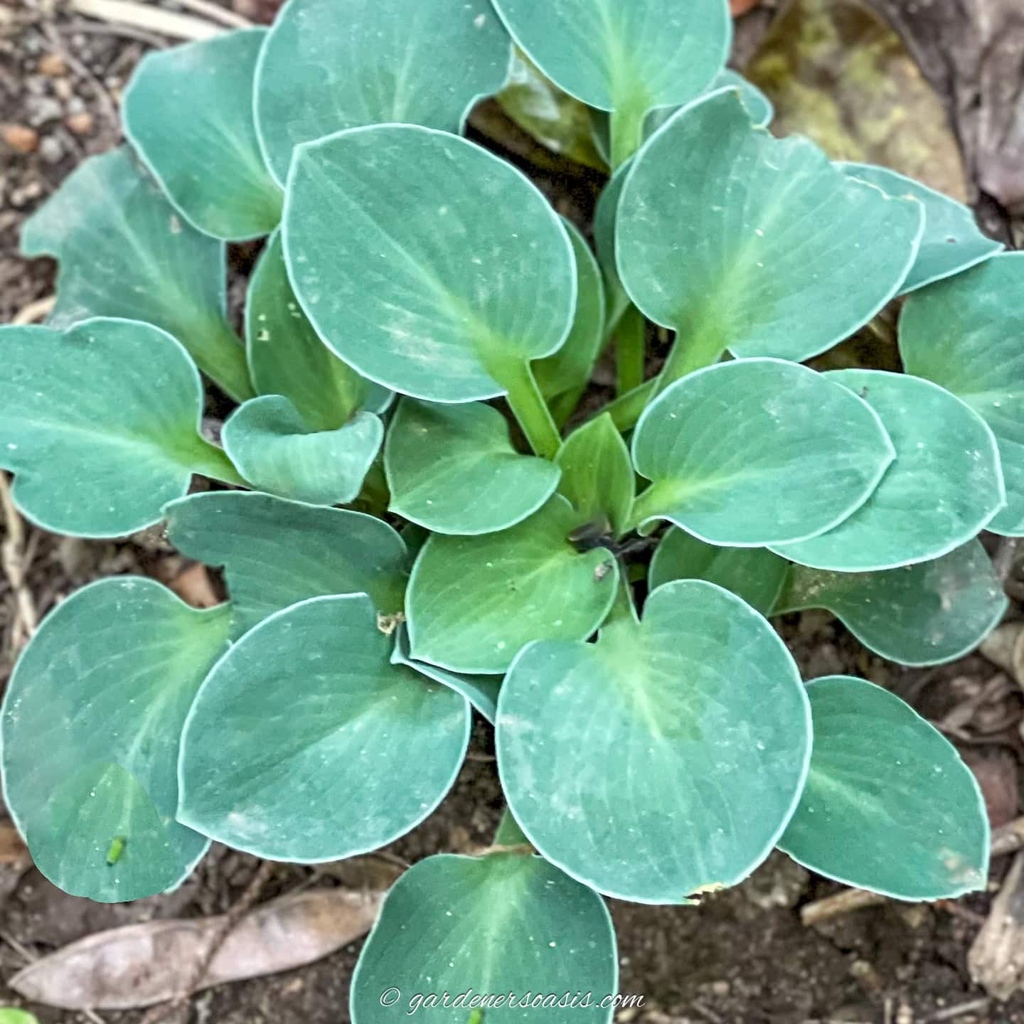 Miniature Hosta 'Blue Mouse Ears'