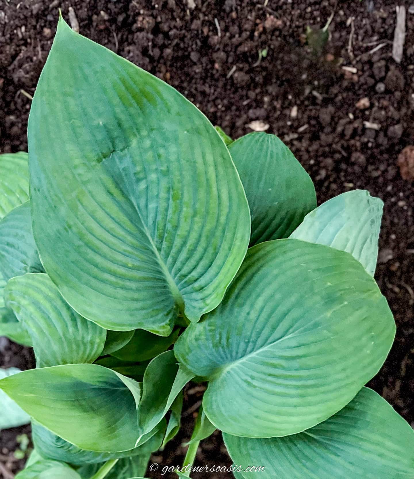 Hosta 'Empress Wu'
