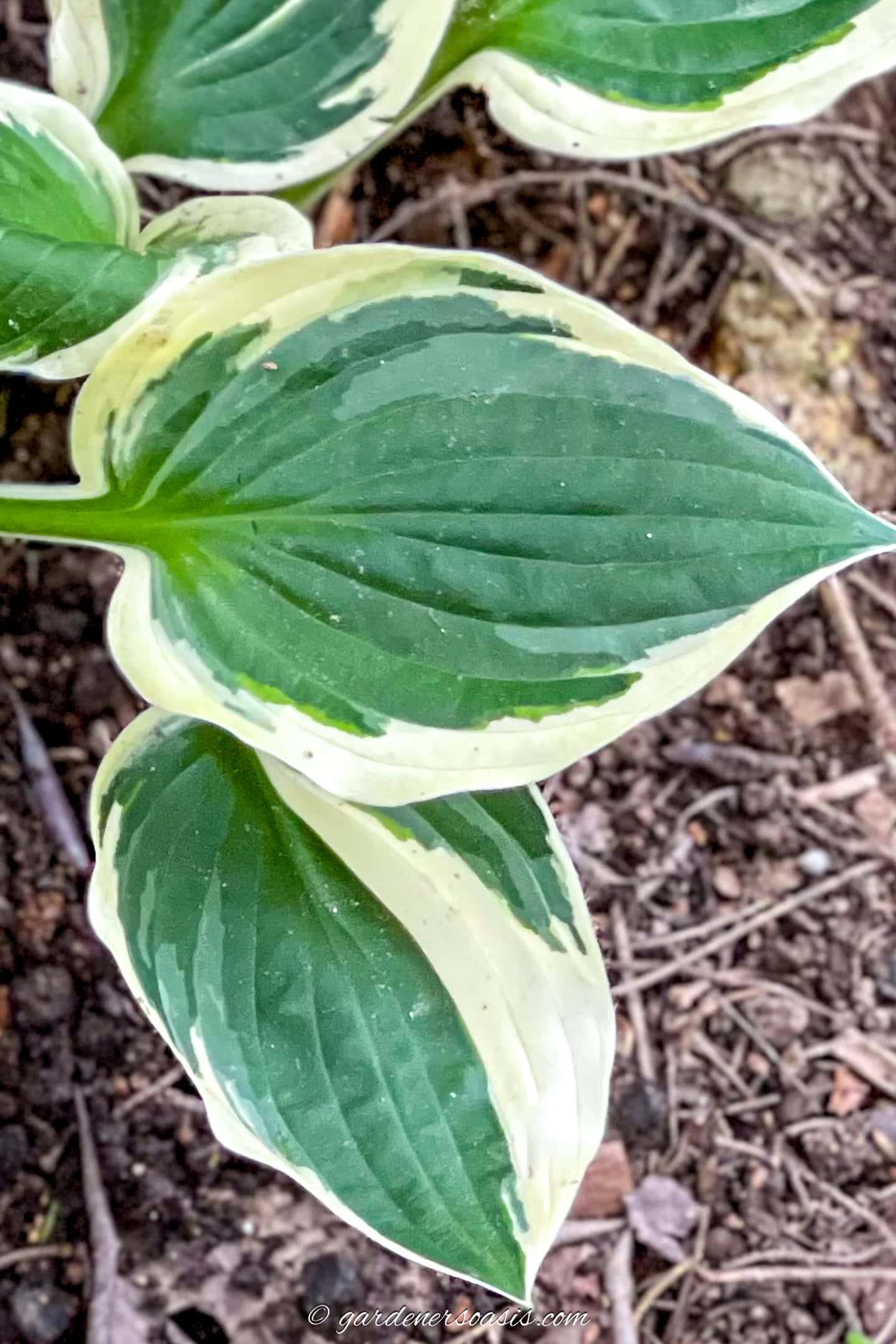 Hosta 'Patriot'