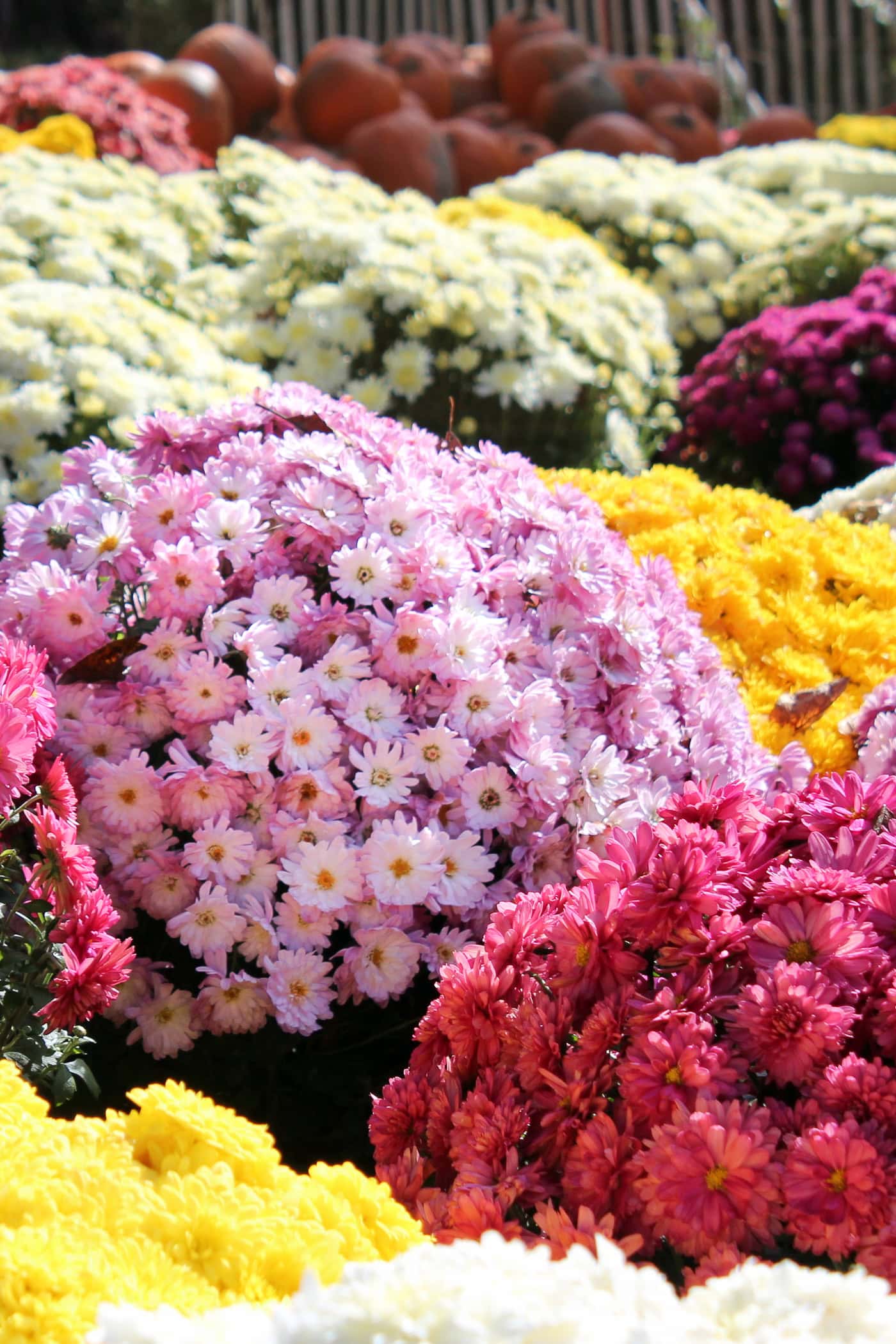 pink, red, white and orange chrysanthemums in pots