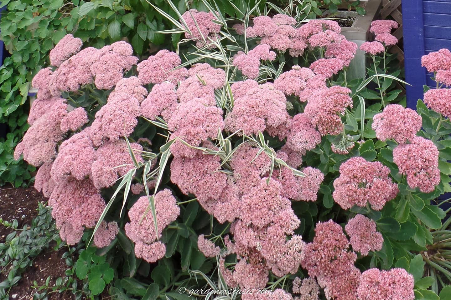 sedum 'autumn joy'