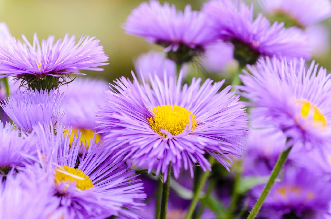 purple aster blooms