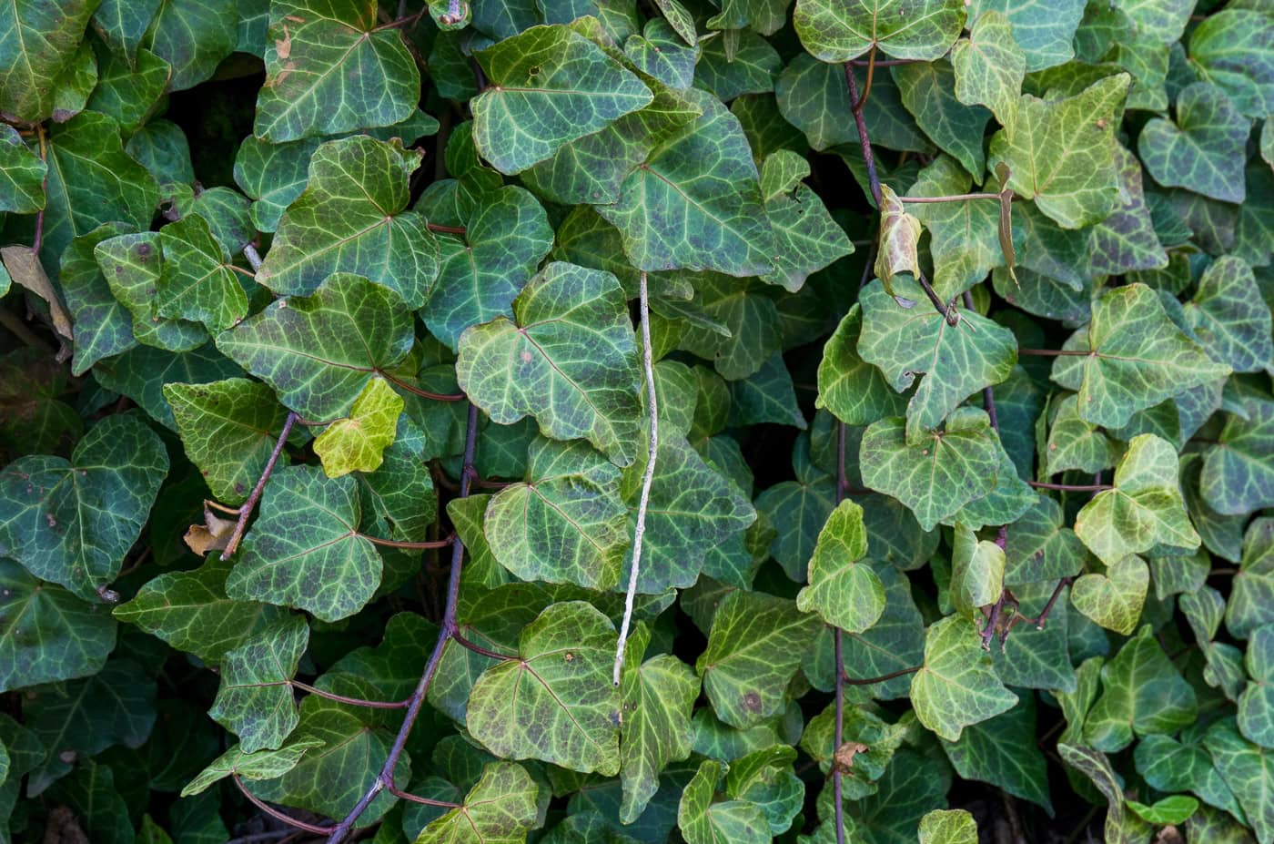English ivy