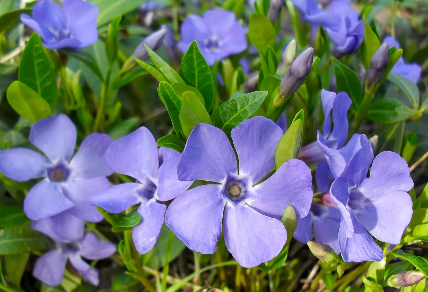 periwinkle flowers