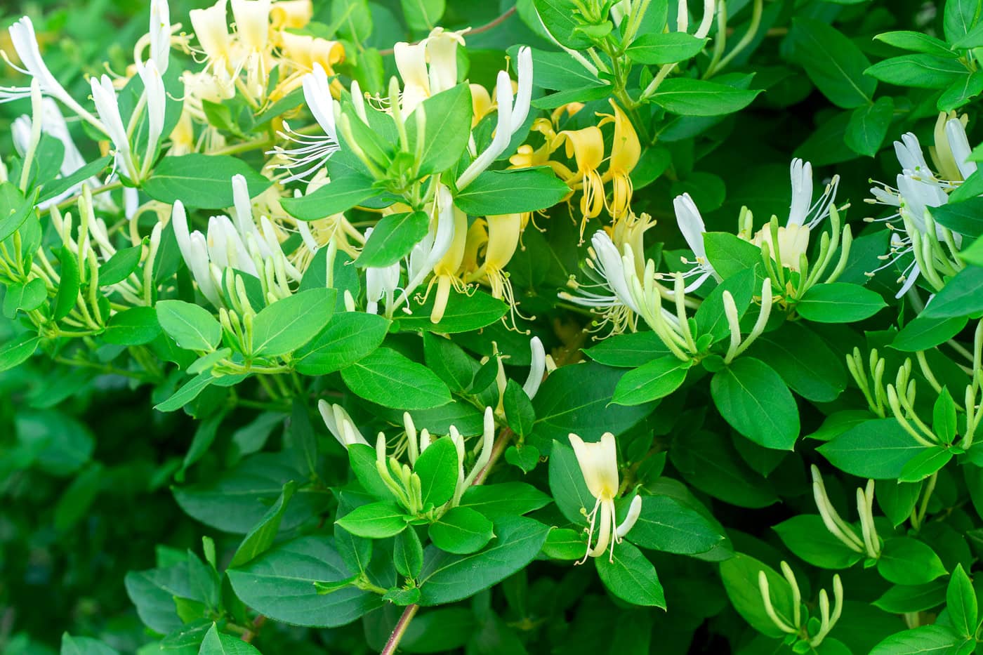 Branches of a blooming Japanese honeysuckle