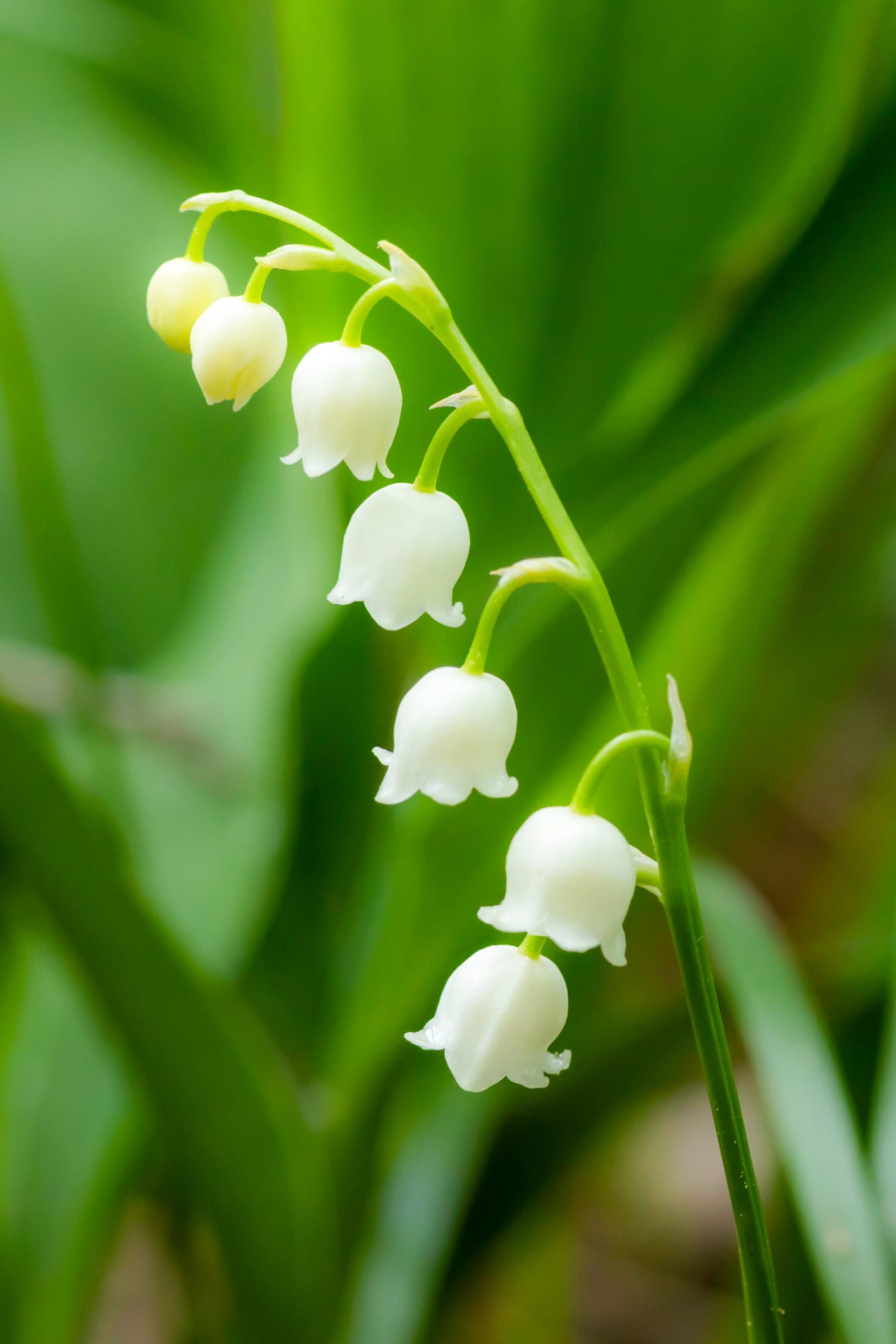 Lily of the valley flower