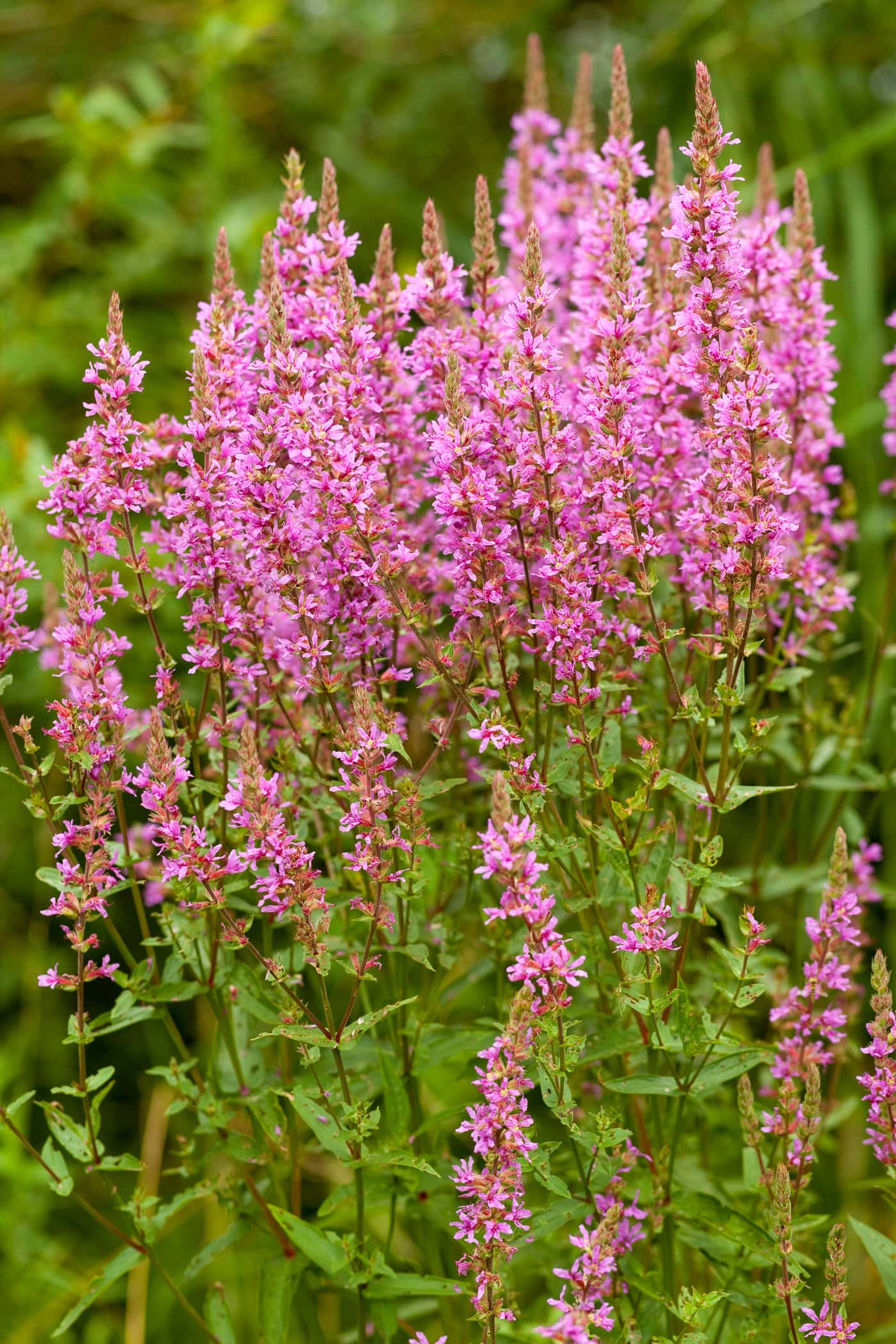 purple loosestrife
