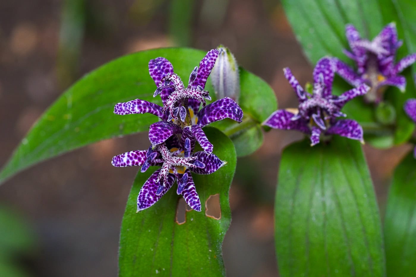 purple toad lily flowers