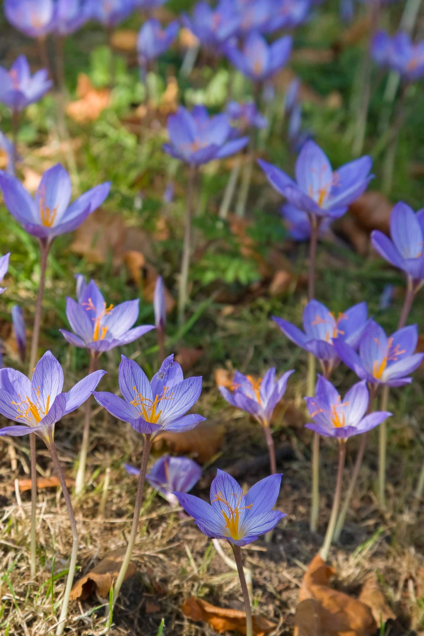 autumn crocus