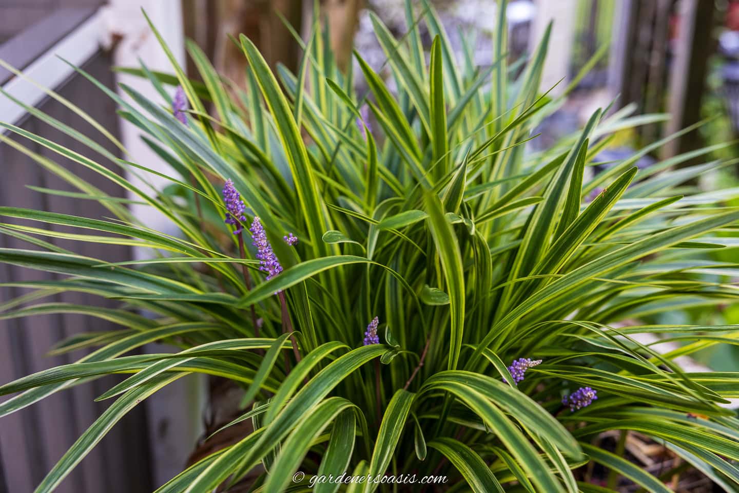 liriope muscari blooming in the fall with purple flowers and variegated leaves