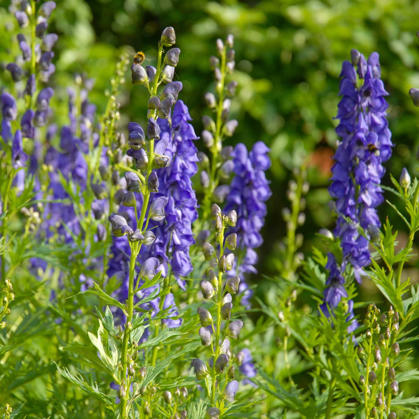 blue Monkshood flowers in the fall