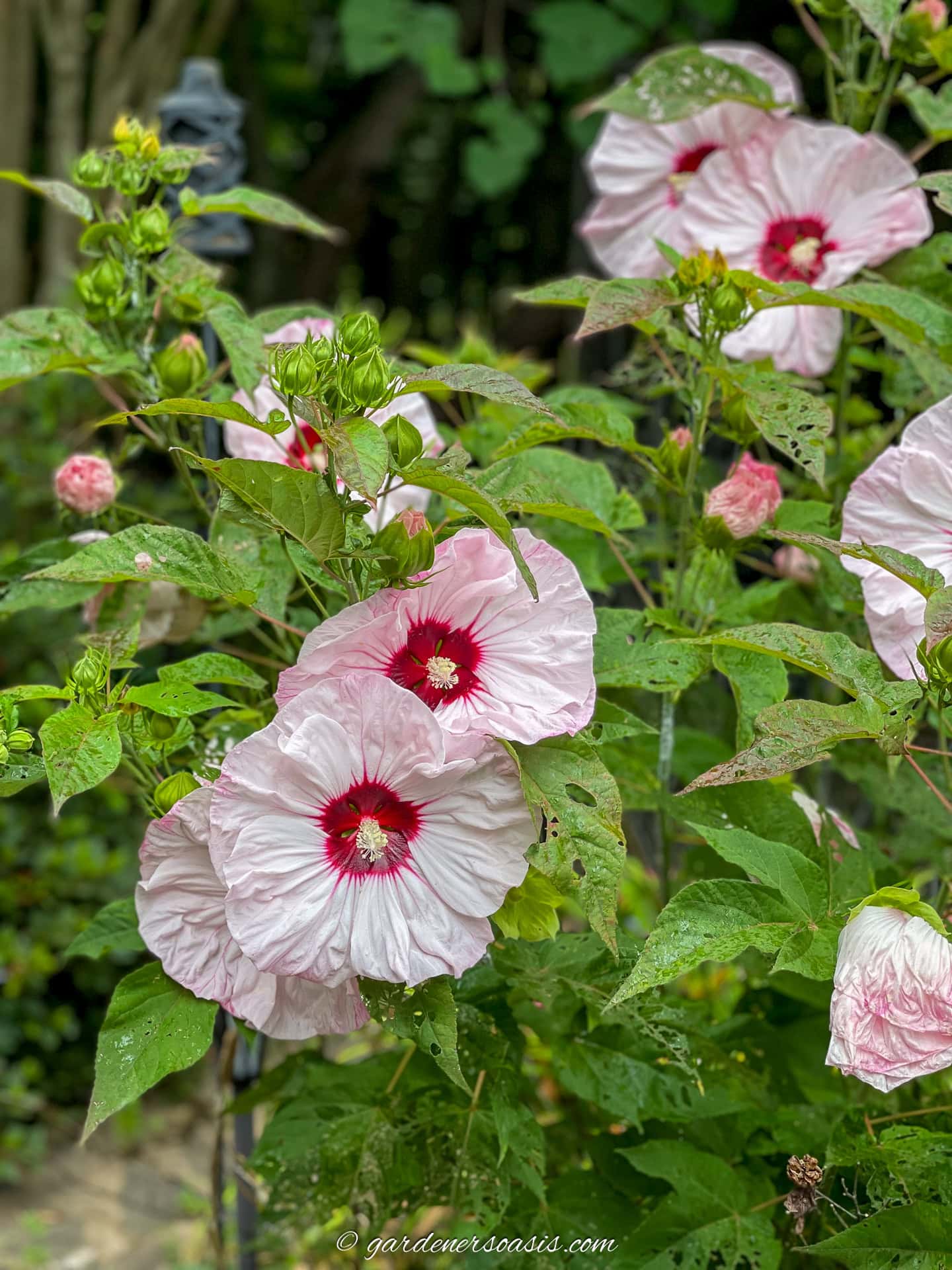 Rose Mallow blooming in the fall garden