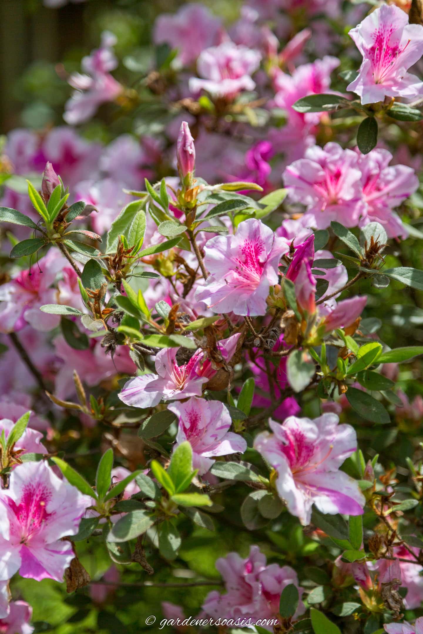 close up of Autumn Twist Encore Azalea in bloom