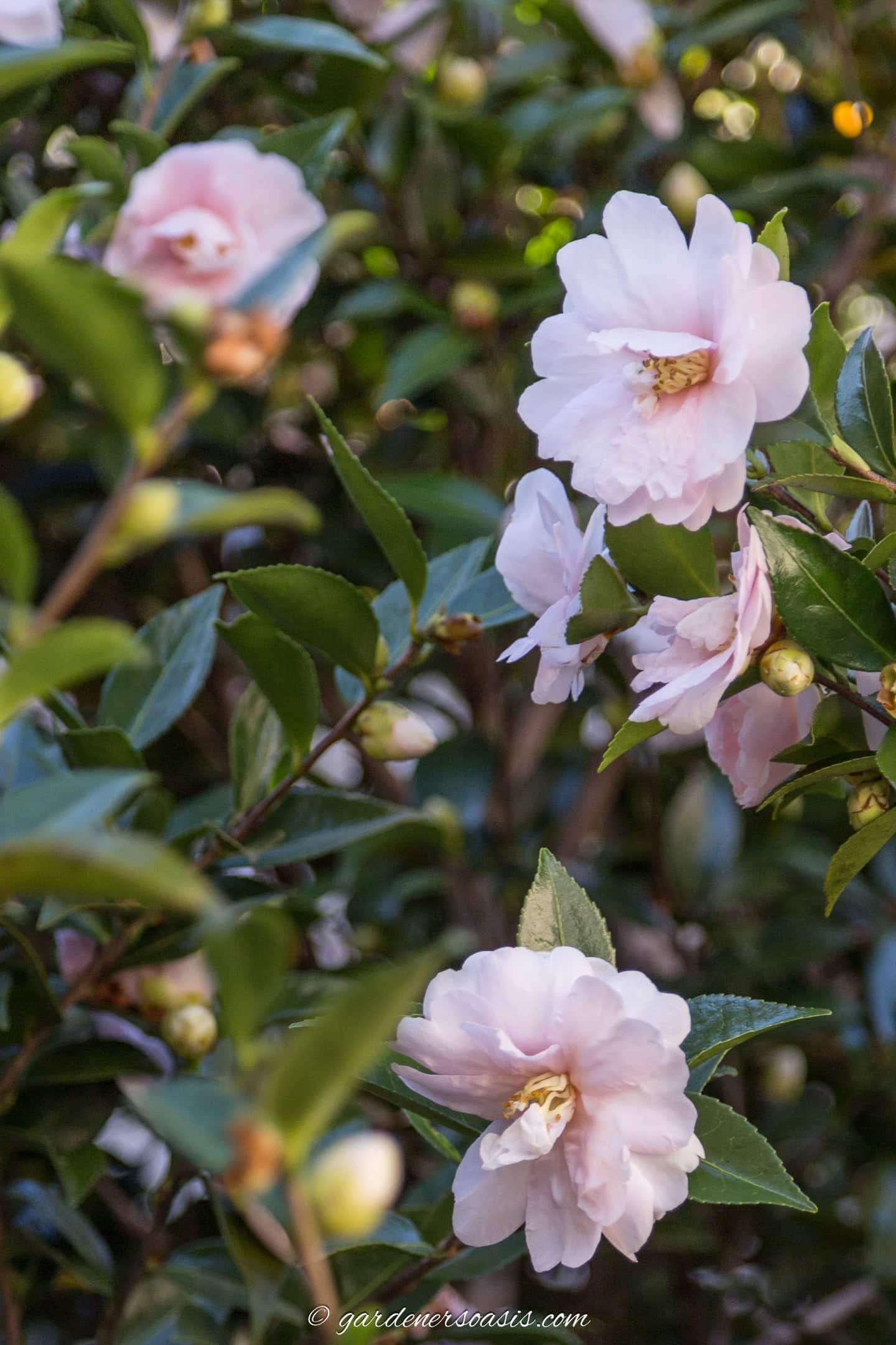 Pink Camellia flowers
