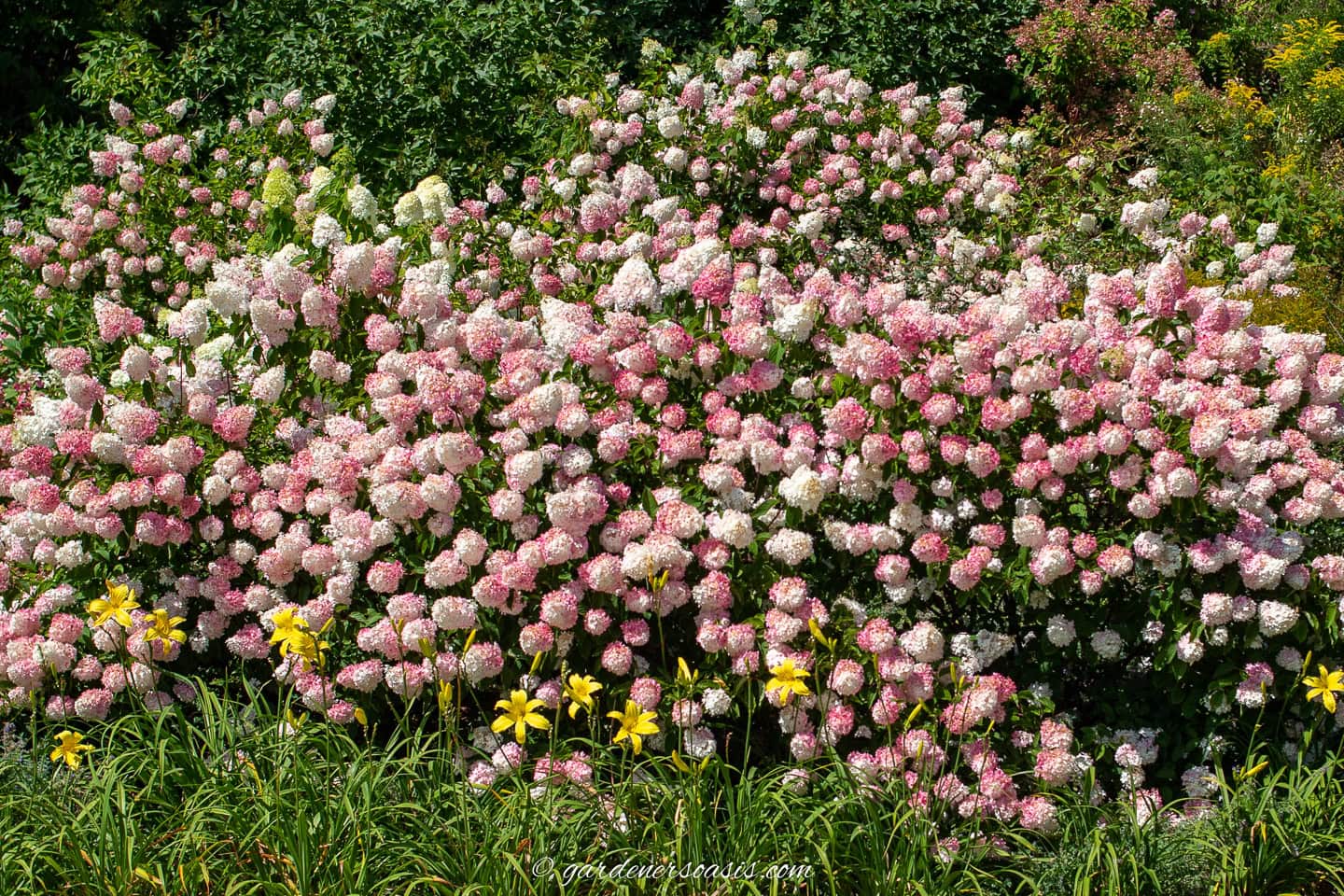 Hydrangea paniculata blooming in the fall with pink and white flowers