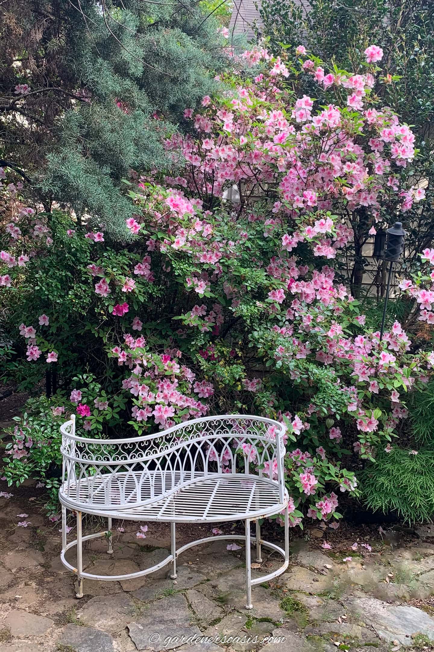 a large encore azalea blooming beside a tall evergreen and a Japanese maple