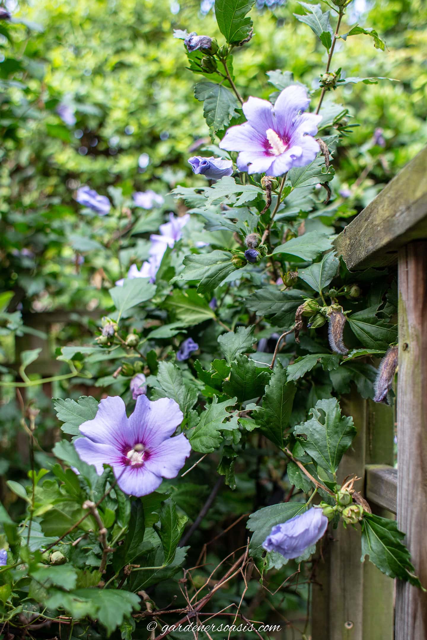 Rose of Sharon 'blue bird'