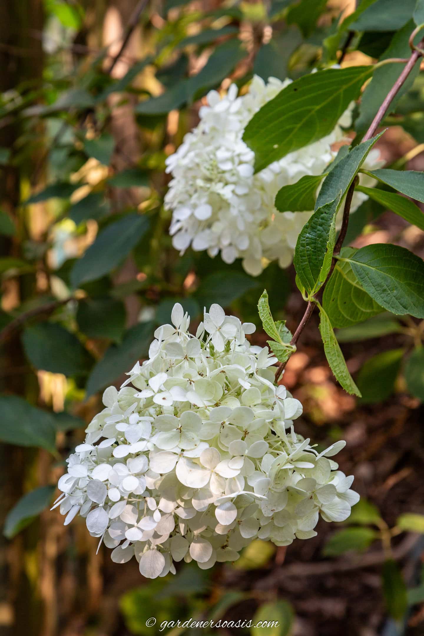 large white blooms of Hydrangea paniculata