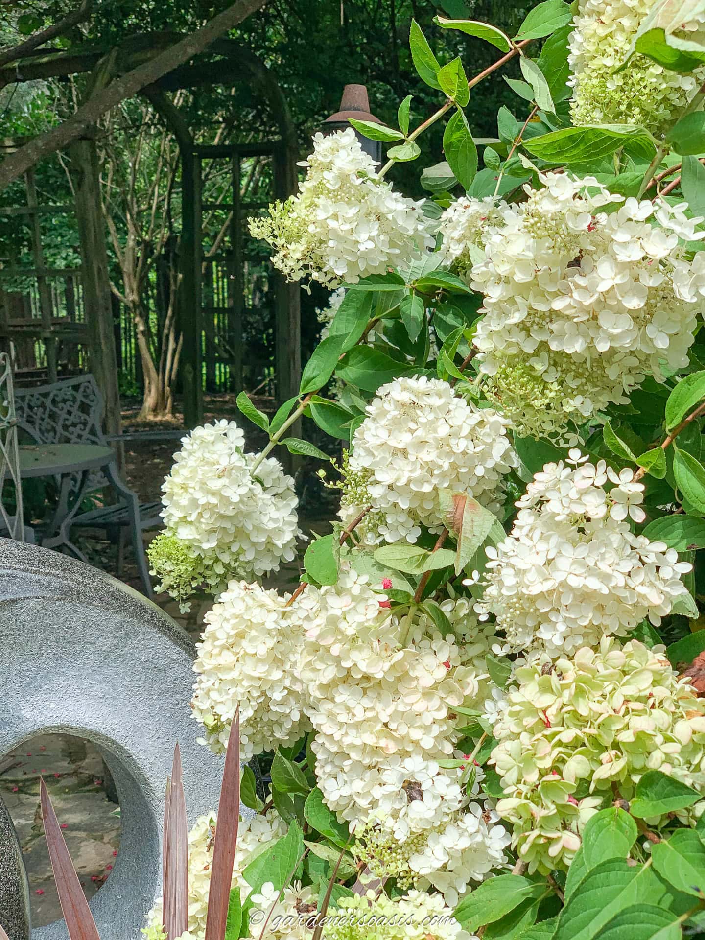 Hydrangea paniculata 'Pee Gee' with large white and green flowers