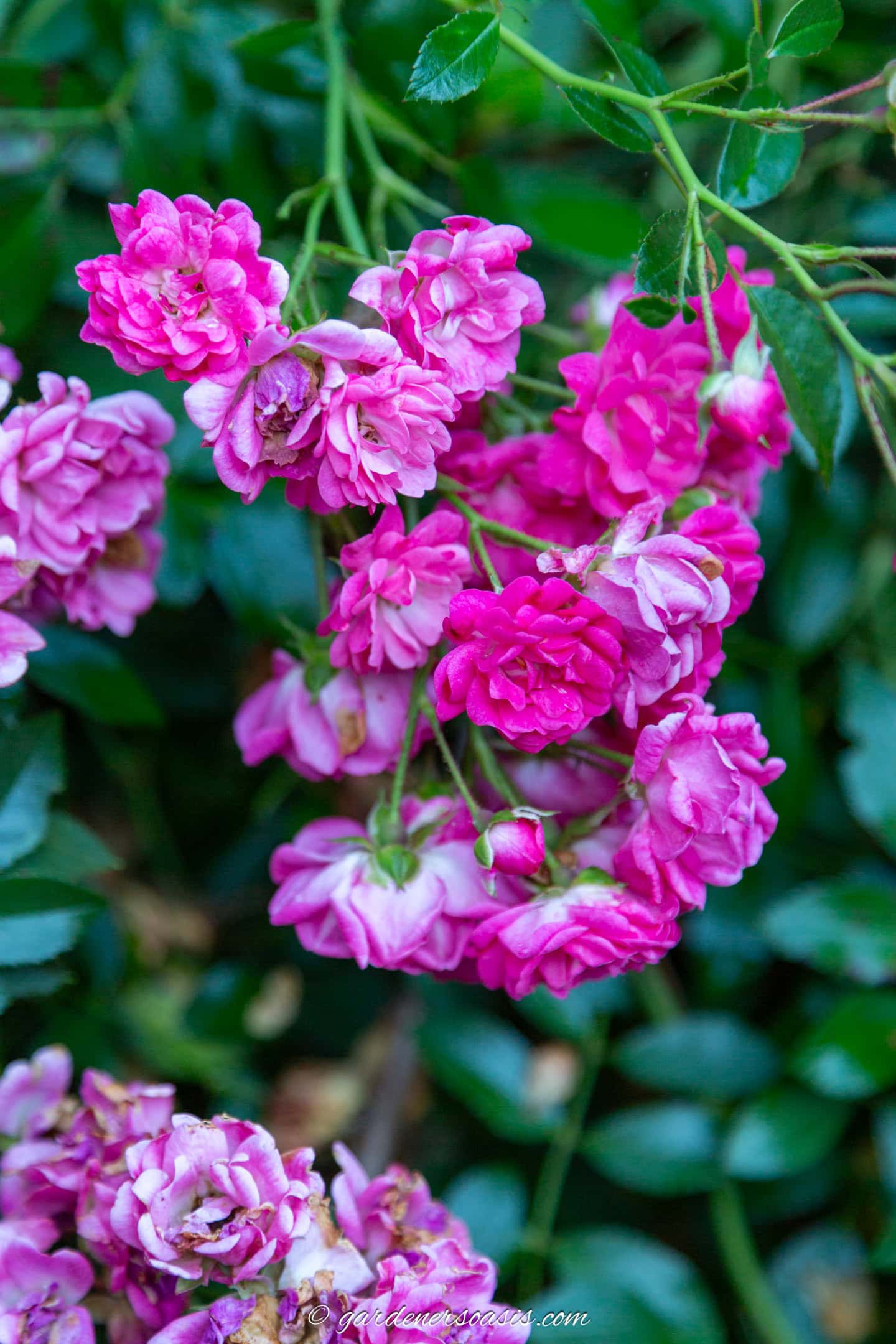 close up of bright pink polyantha roses blooming in the fall