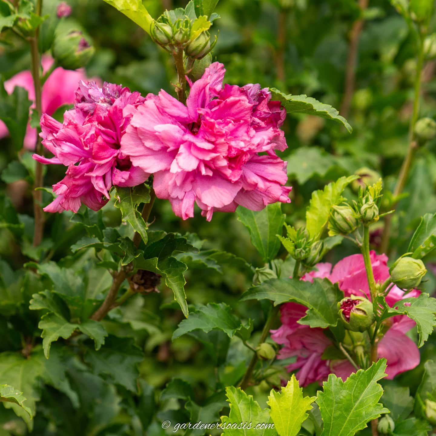 7 Showy Fall Blooming Shrubs