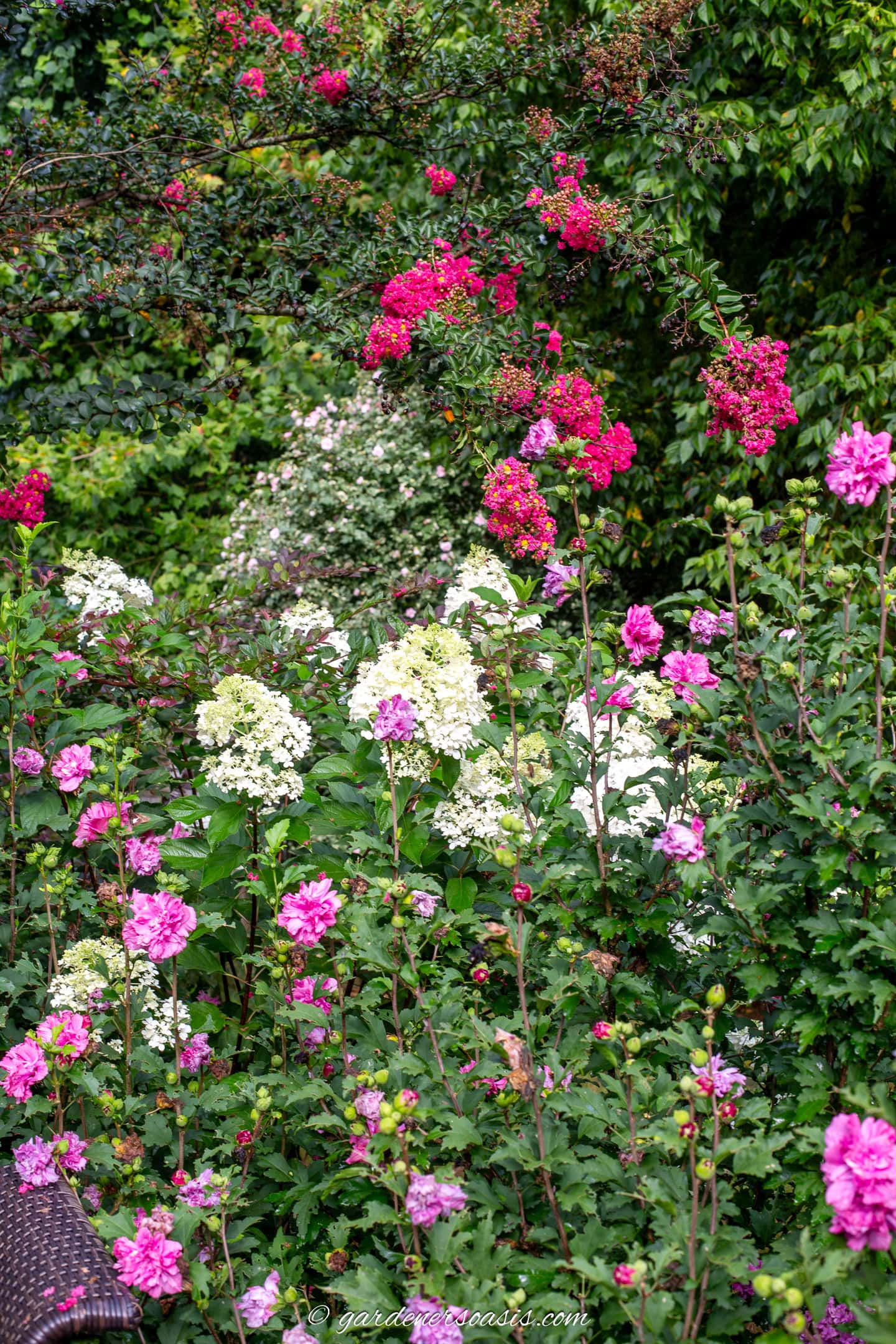 Hydrangea paniculata, Rose of Sharon and Crepe Myrtle all blooming in a garden