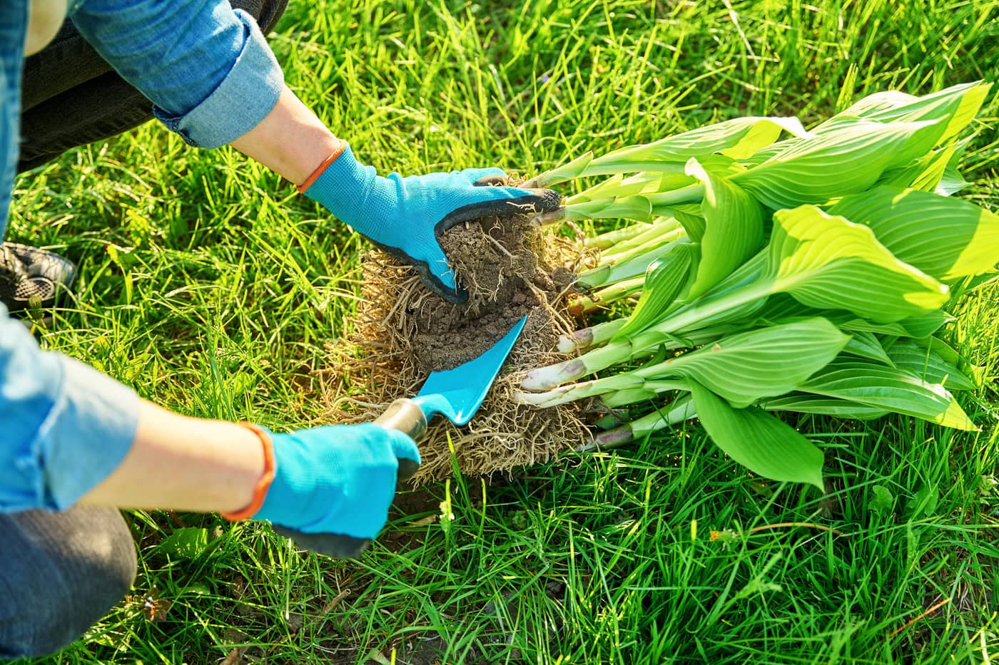 Close up of a Hosta being divided