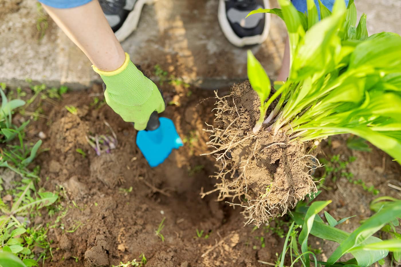 A divided Hosta being transplanted