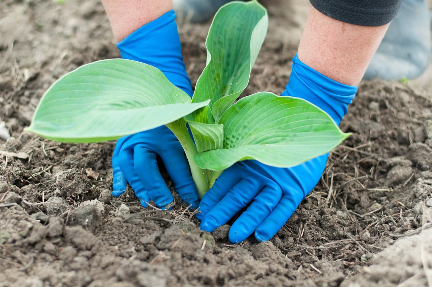 divided hosta in the ground after being transplanted