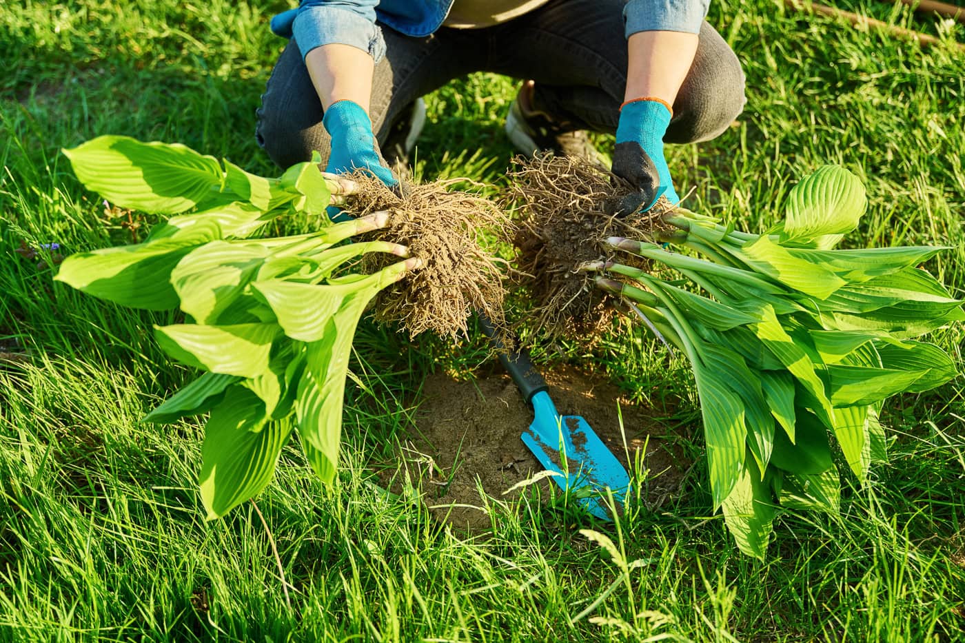 A Hosta being pulled apart after being divided