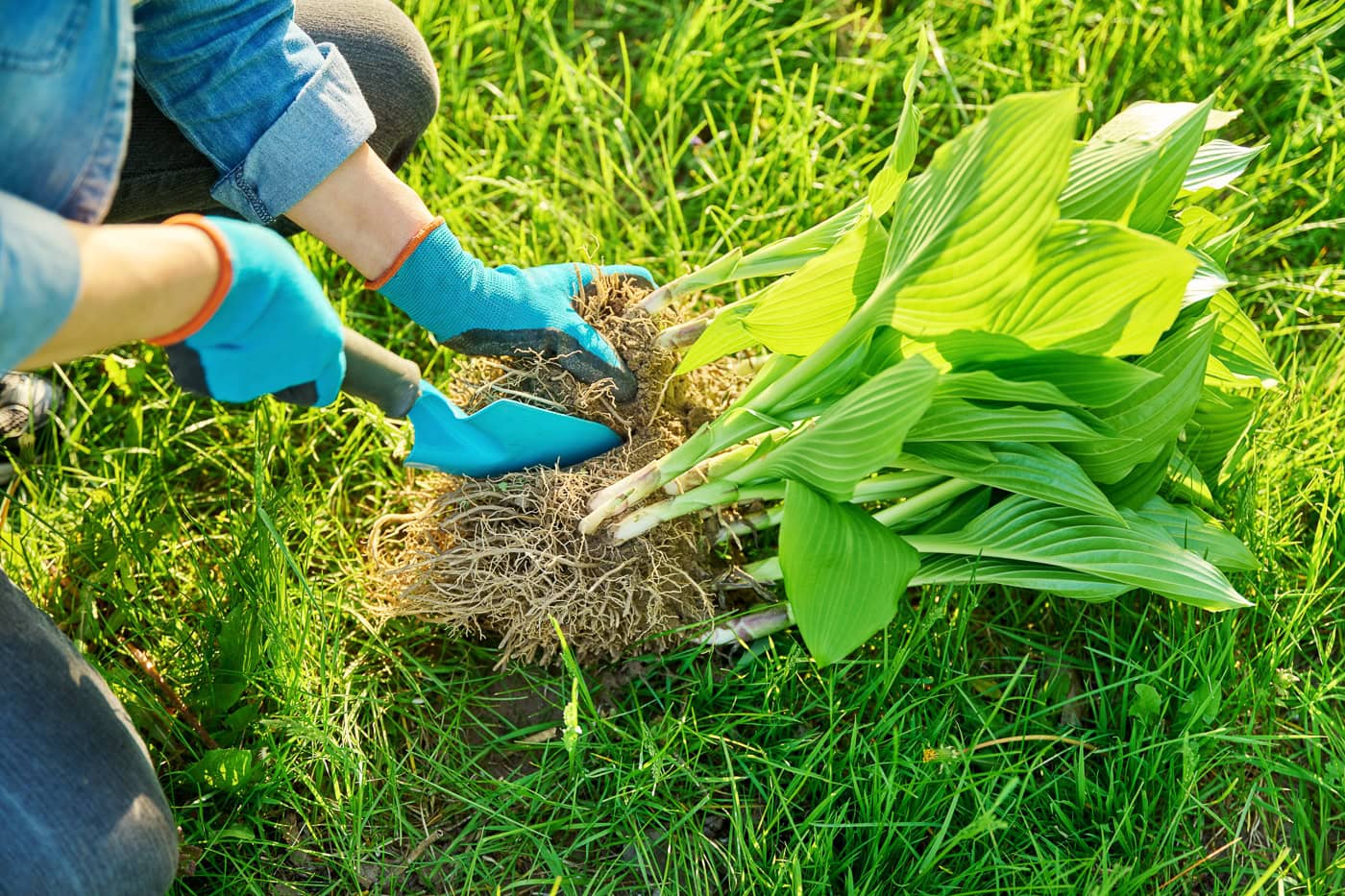 A Hosta being divided with a small spade