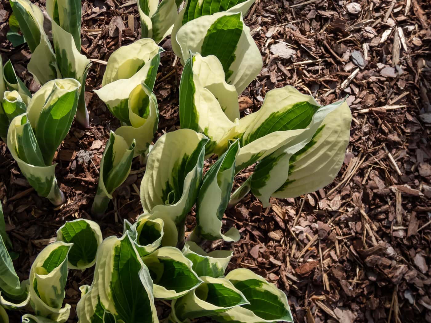 Hostas appearing in the spring