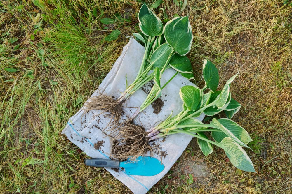 How To Divide A Hosta